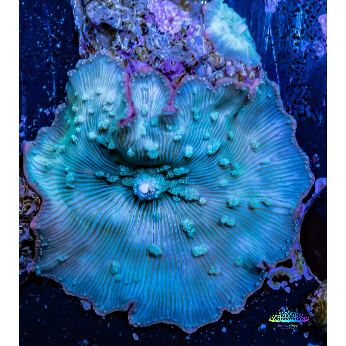 YAKIT ENJEKTÖR BASINÇ BORUSU CADDY/GOLF/JETTA/PASSAT/POLO/A1/A3